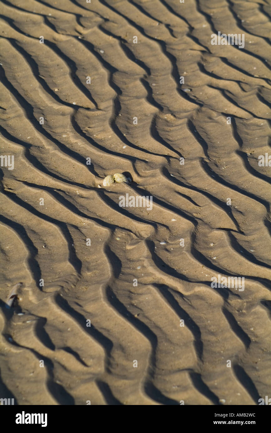 Dh Genießbare cockle zwei Schalen Cerastoderma edule Shell UK gewaschen an Land am Sandstrand Waulkmill Bay Orkney Stockfoto