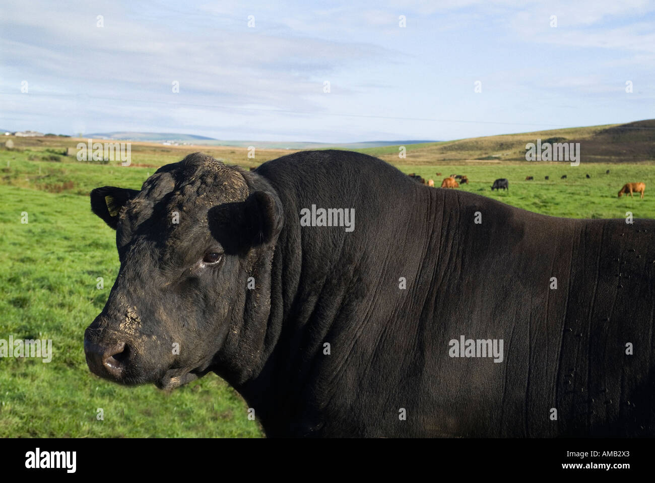 Dh Kuh TIERE Großbritannien Aberdeen Angus Rindfleisch Bull und Kuhherde im Feld Orkney Stockfoto