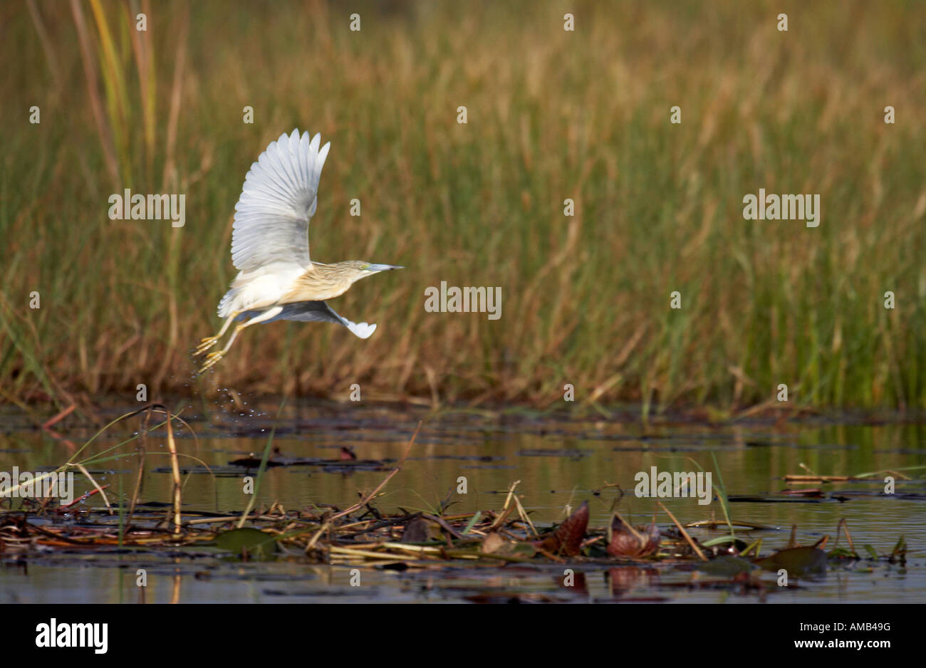 Squacco Heron Ausziehen aus dem Rand des Wassers (Ardeola Ralloides) Stockfoto