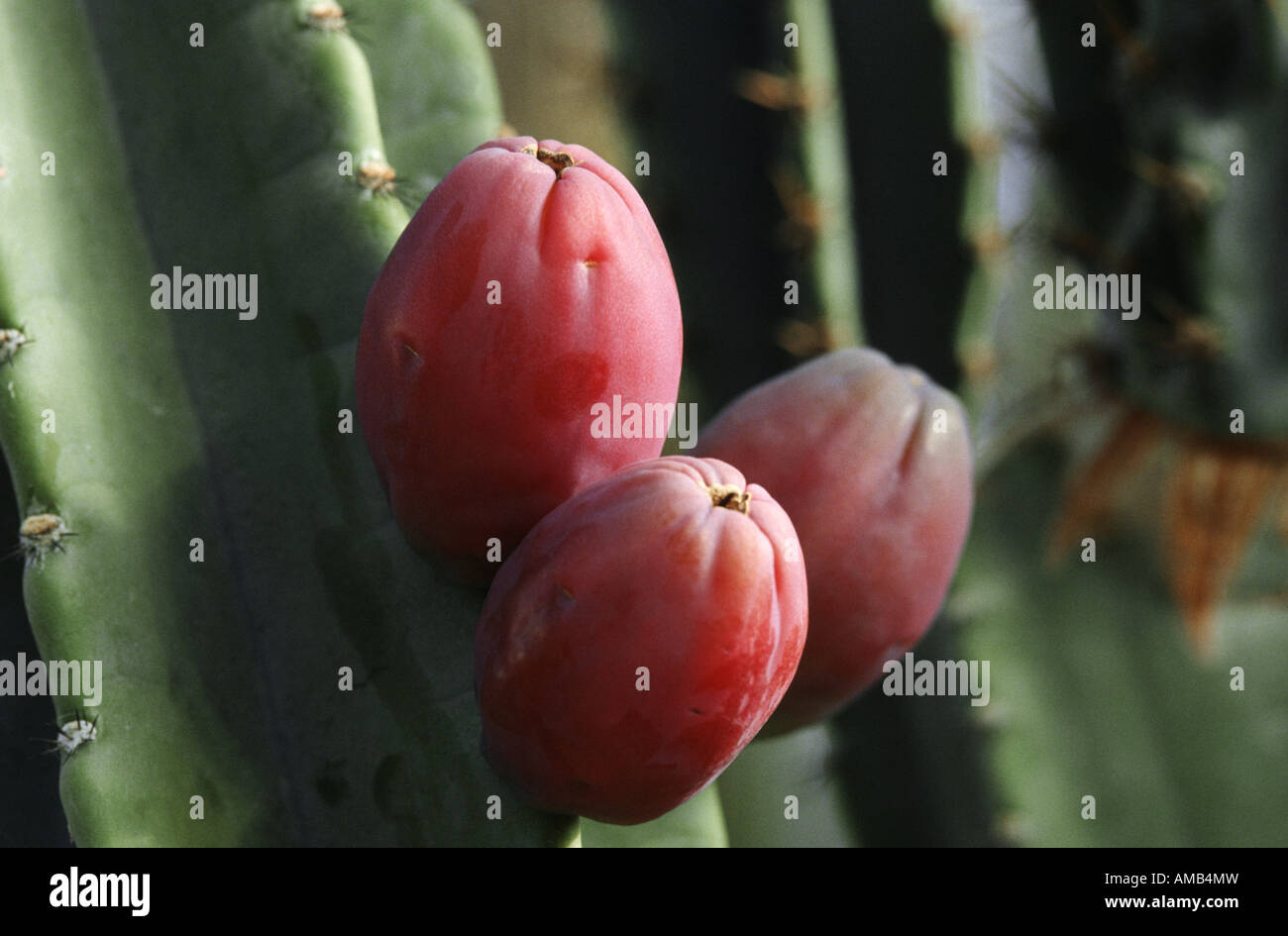 Peruanischer Kaktus (Cereus Peruvianus, Cereus Uruguayanus), Früchte Stockfoto