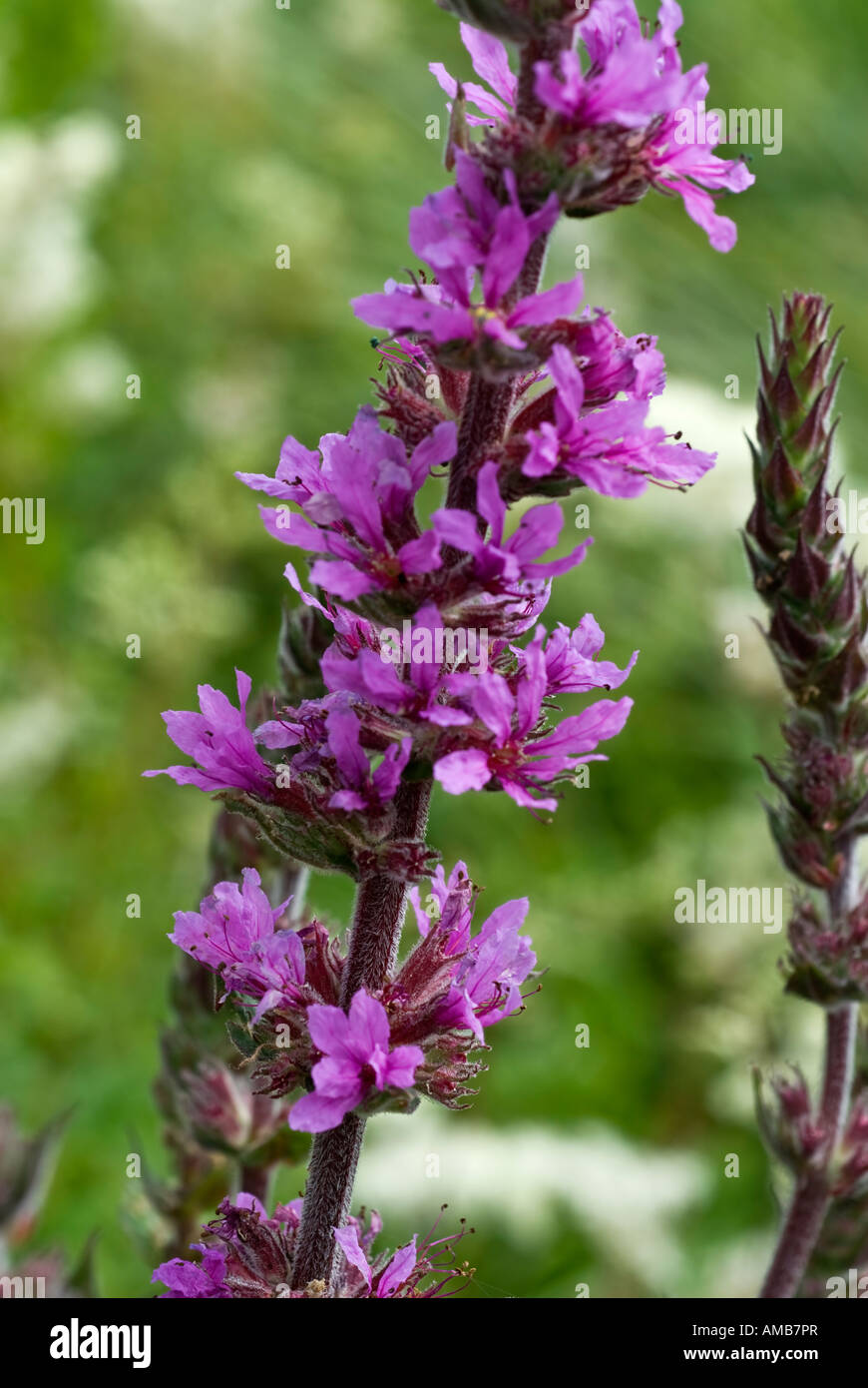 Blutweiderich Lythrum Salicaria wilde Blumen Wasser Grenzkraftwerk Stockfoto