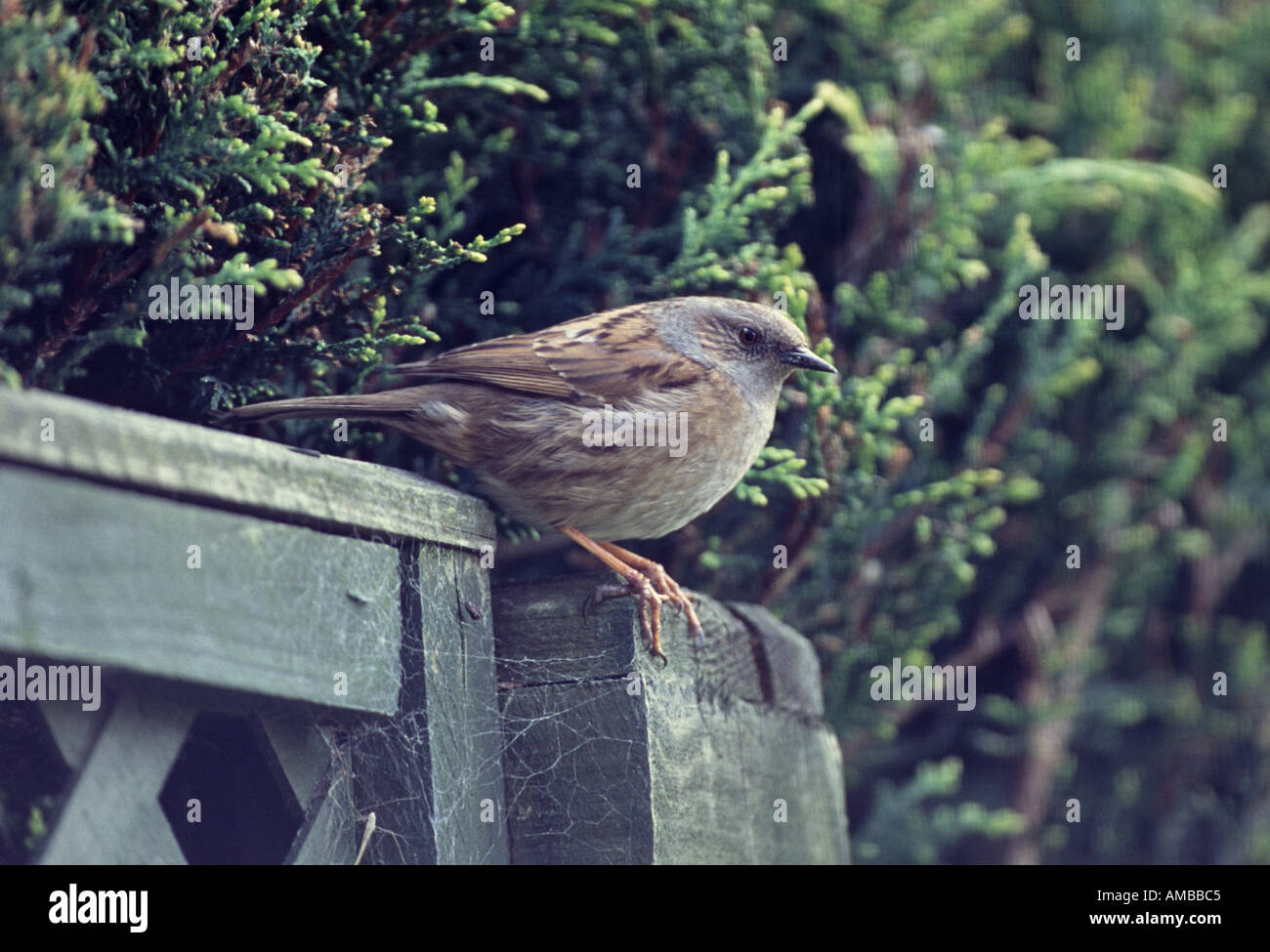 Heckenbraunelle oder Hedge Sparrow Bewachung seiner Nest Haushalt Garten hinter dem Haus London Frühling Vereinigtes Königreich Stockfoto