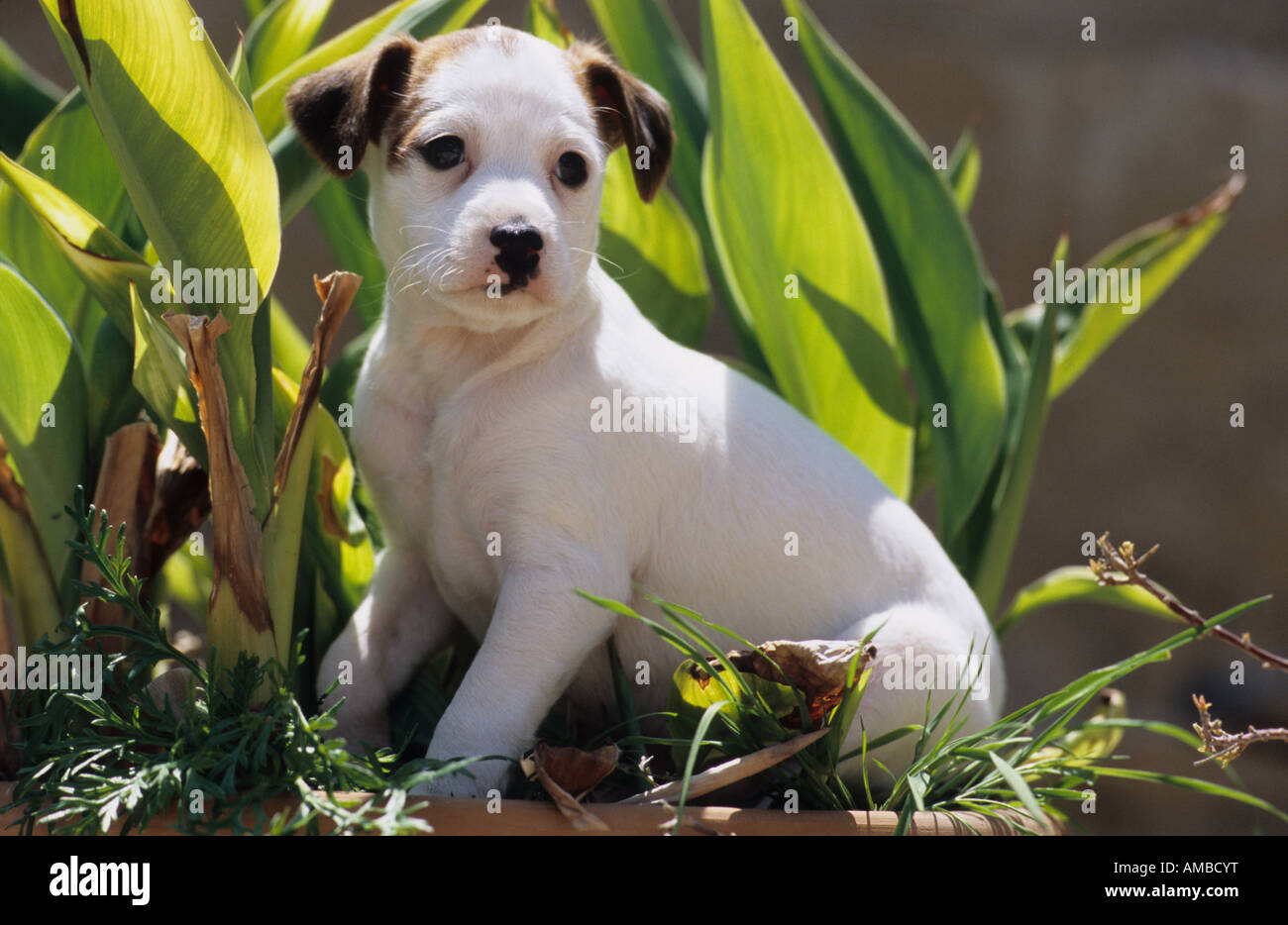 Jack Russell Terrier (Canis Lupus Familiaris), Welpen in einem großen Blumentopf Stockfoto