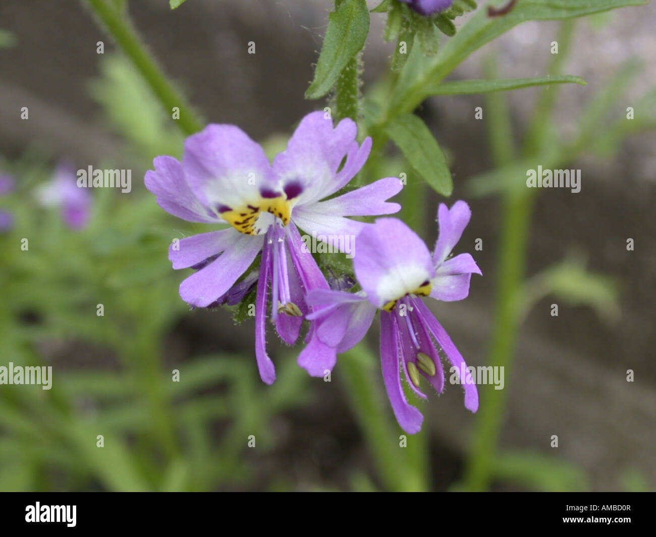 Bauernorchideen, Arme-Leute Orchidee (Rachenbltler Pinnatus), Blumen  Stockfotografie - Alamy