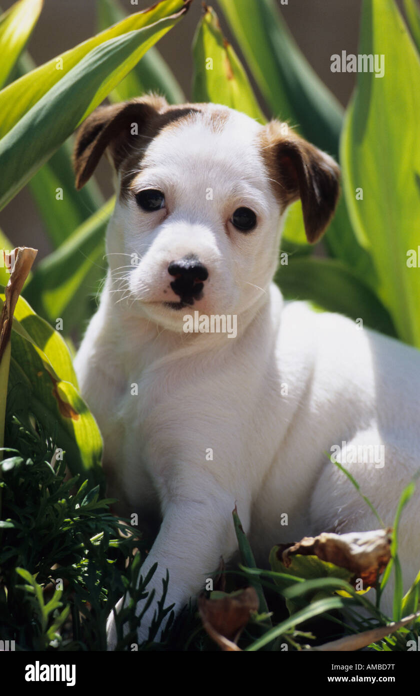 Jack Russell Terrier (Canis Lupus Familiaris), Welpen in einem Blumenbeet Stockfoto