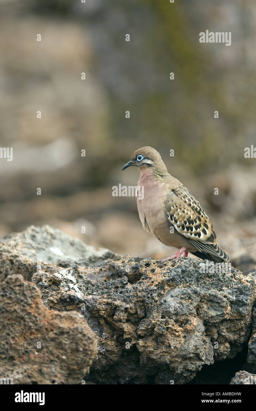 Galapagos Taube (Zenaida Galapagoensis), auf Felsen, Ecuador, Galapagos-Inseln, Genovesa, Darwin Bay Stockfoto