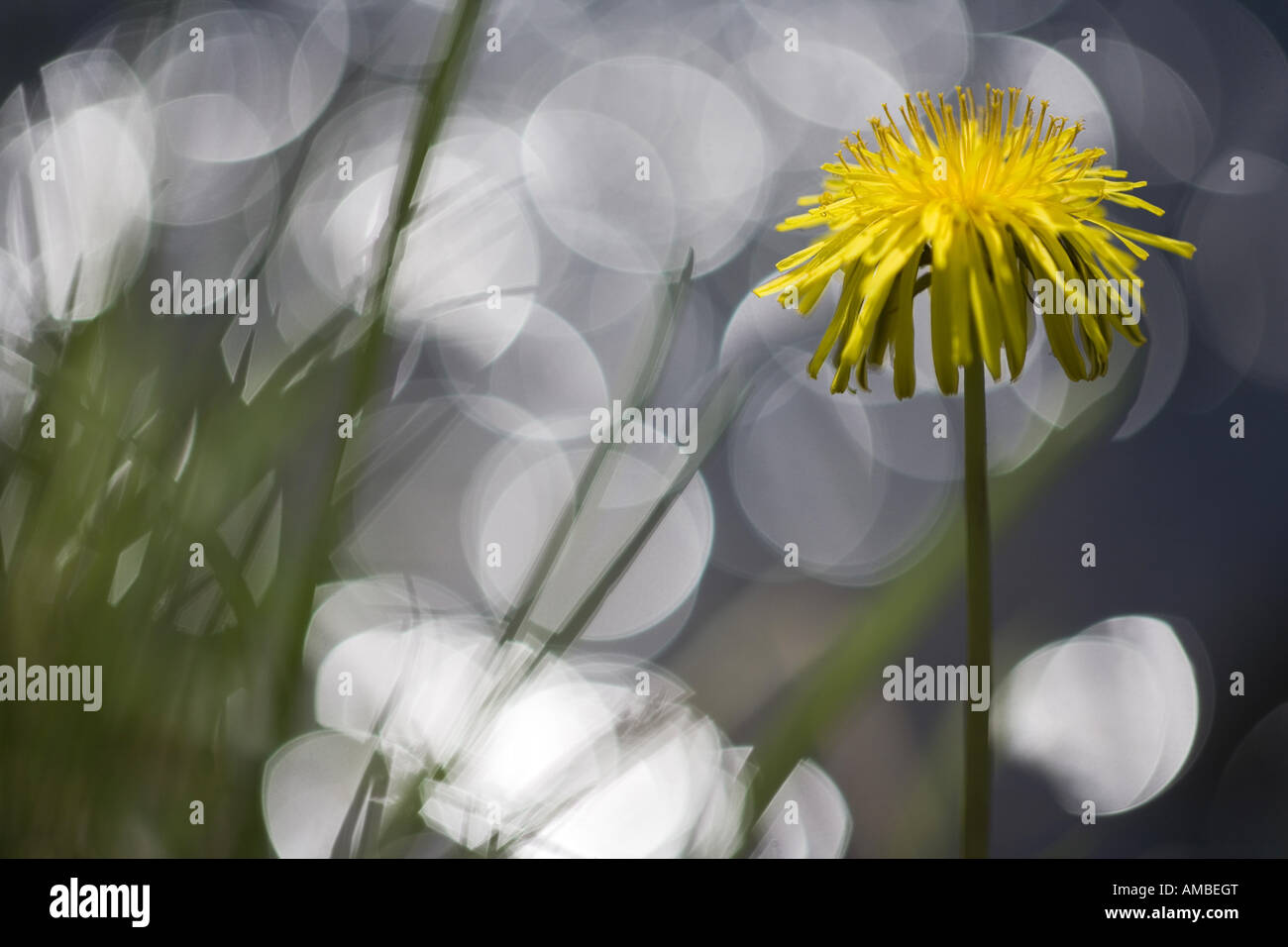 gemeinsamen Löwenzahn (Taraxacum Officinale), mit Lichtreflexen, Deutschland Stockfoto