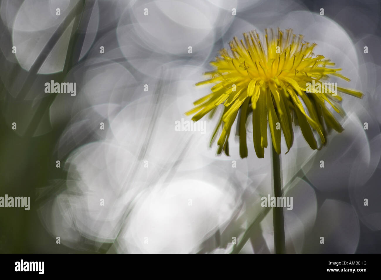 gemeinsamen Löwenzahn (Taraxacum Officinale), mit Lichtreflexen, Deutschland Stockfoto