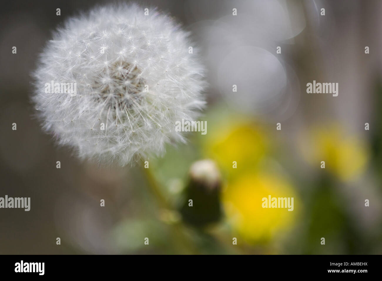 gemeinsamen Löwenzahn (Taraxacum Officinale), Fruchtstand, Deutschland, Sachsen Stockfoto