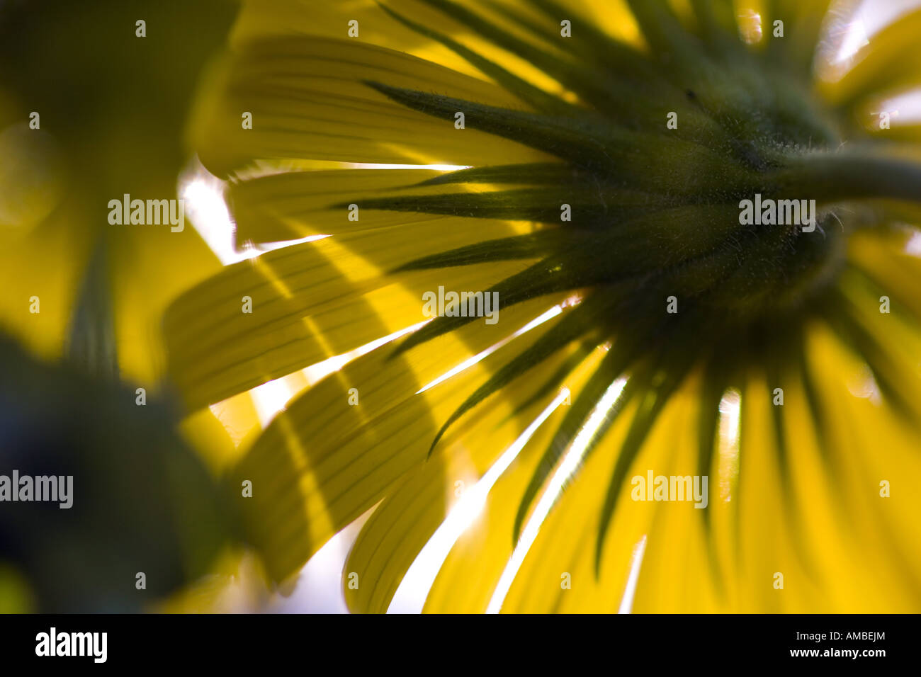 gemeinsamen Löwenzahn (Taraxacum Officinale), Blütenstand von unten im Gegenlicht, Deutschland, Sachsen Stockfoto