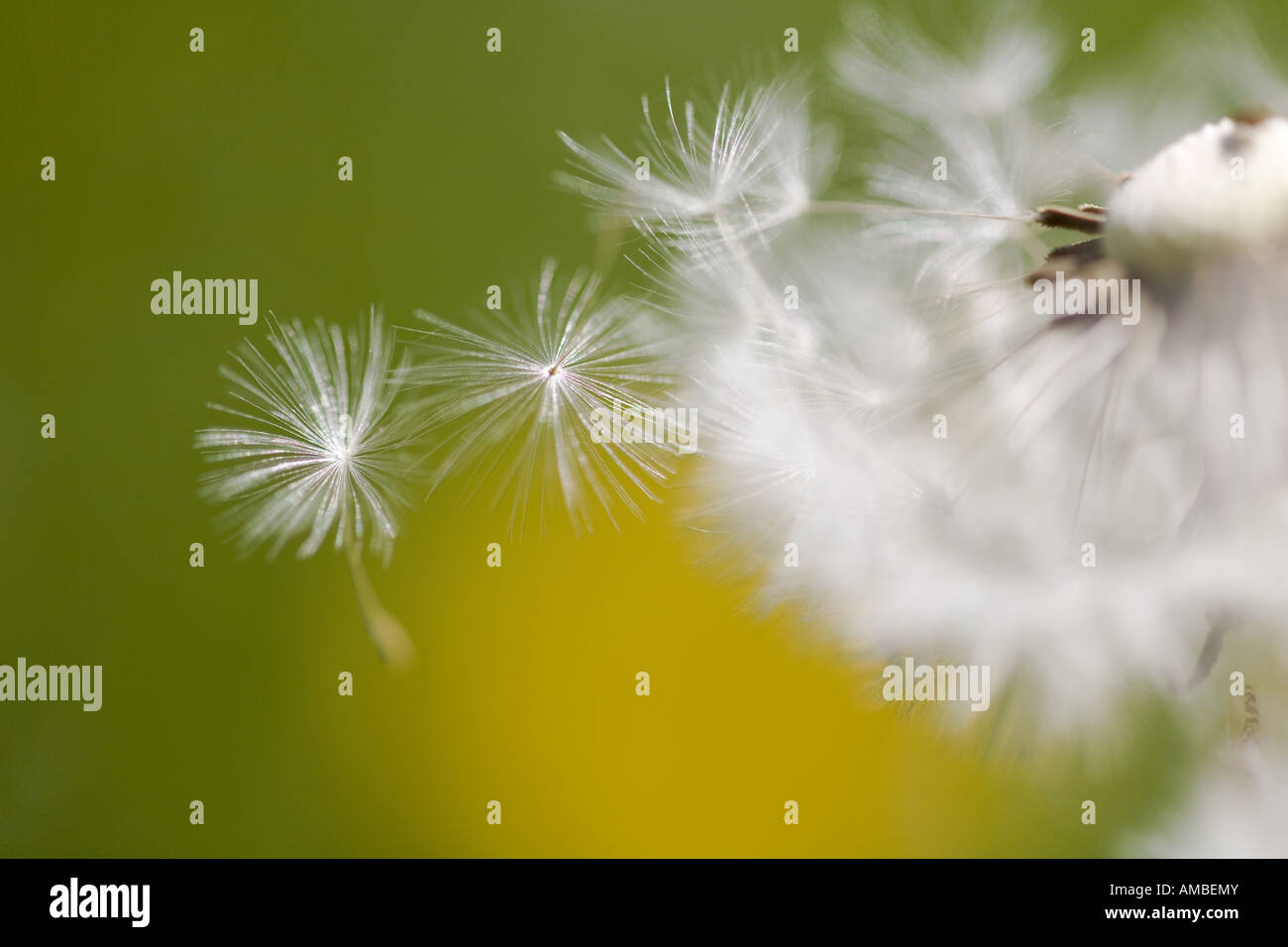gemeinsamen Löwenzahn (Taraxacum Officinale), Fruchtstand mit Samen, Deutschland Stockfoto