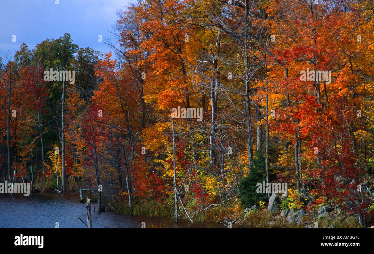 Wilde Mischwälder an einem Ertrunkenen See im Herbst Ontario Kanada Stockfoto