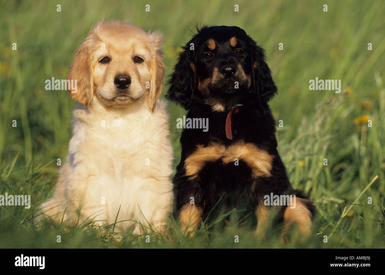 Hovawart (Canis Lupus Familiaris), zwei Welpen sitzen nebeneinander auf dem Rasen Stockfoto