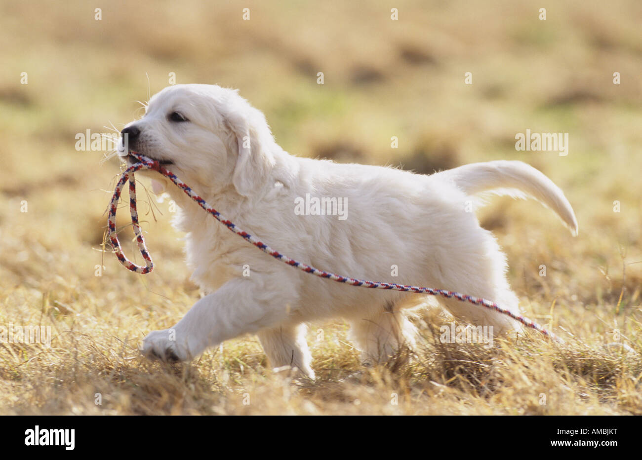 Golden Retriever (Canis Lupus Familiaris), Welpen Apporting einem bunten Seil Stockfoto