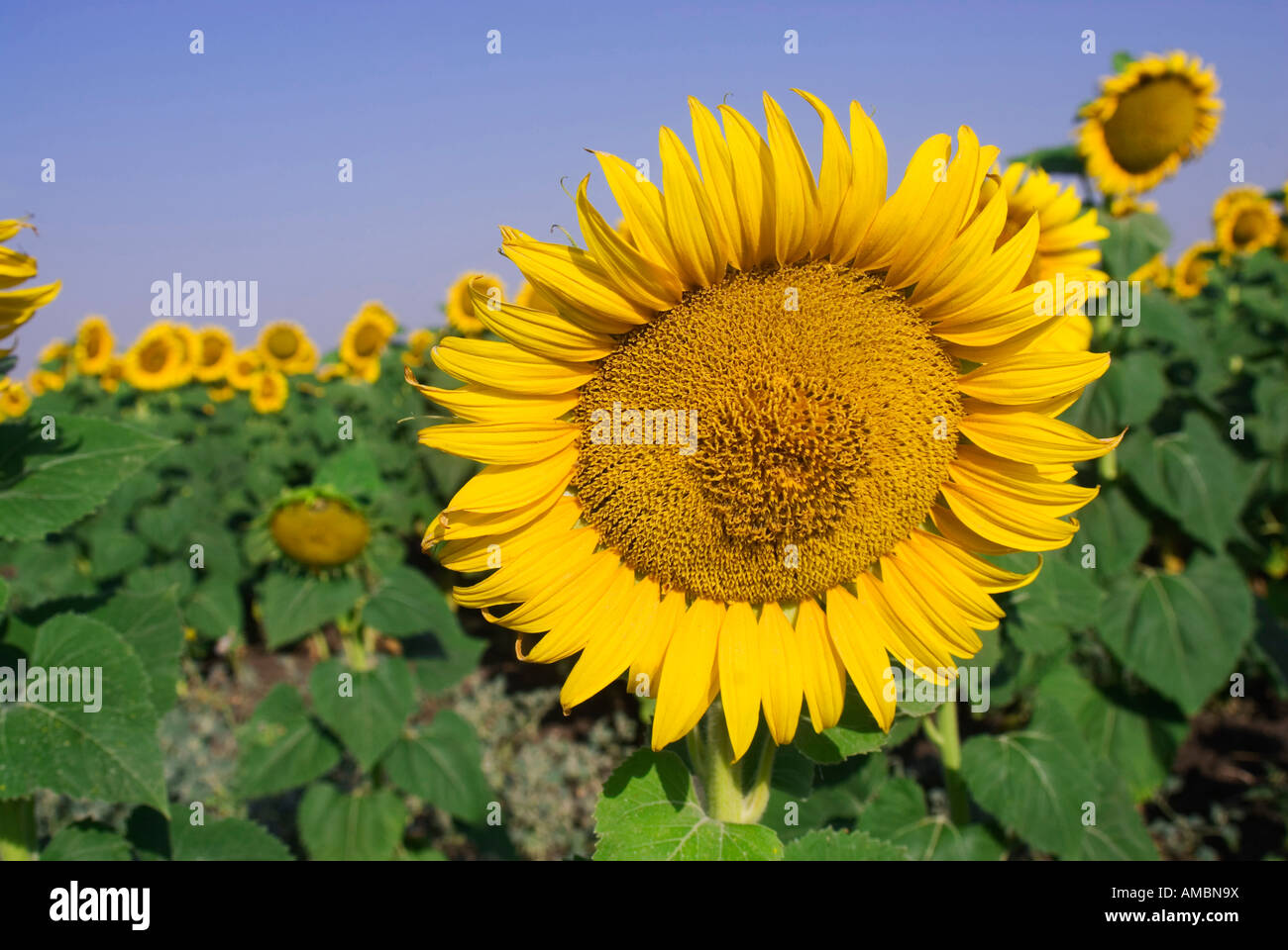 Sonnenblumen in der Nähe von Edirne, Türkei Stockfoto