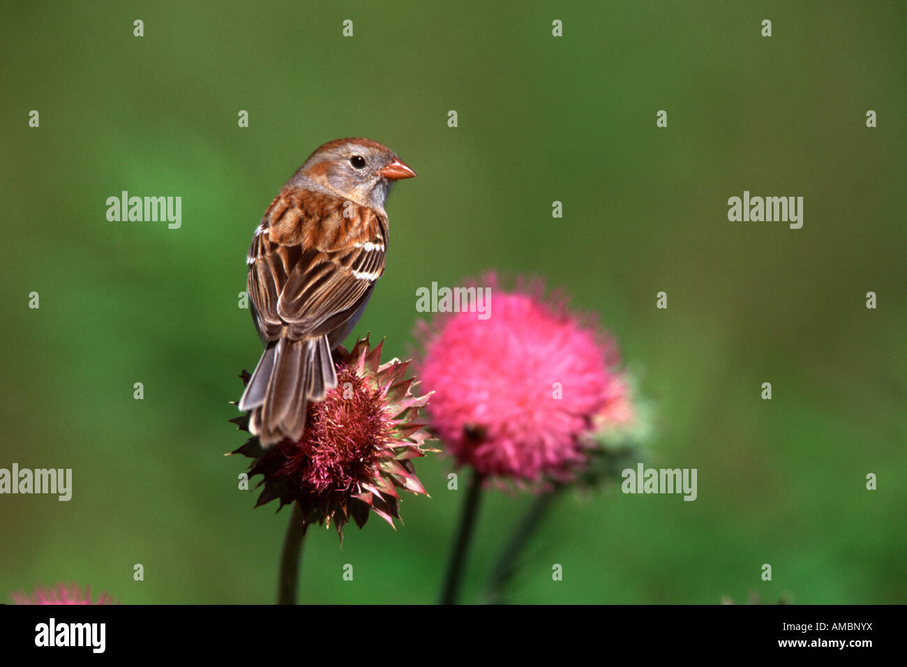 Feld-Sparrow auf Distel Stockfoto
