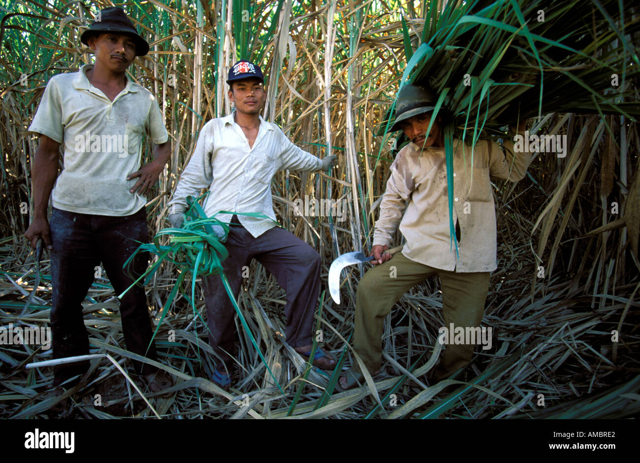 Arbeiter auf einer Zuckerrohr-Plantage Stockfoto