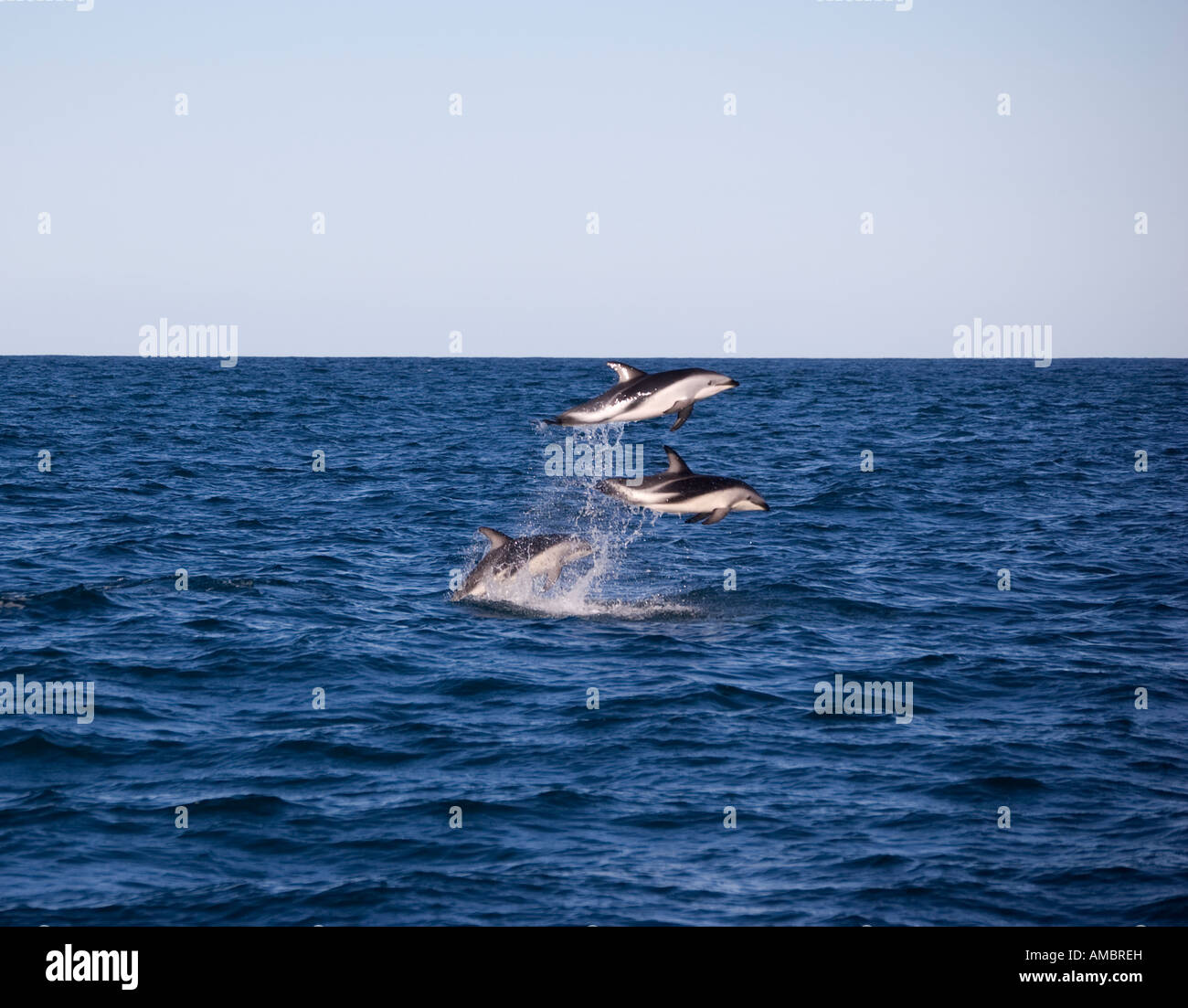 Springende Dusky Dolphin (Lagenorhynchus Obscurus) Kaikoura Neuseeland Stockfoto