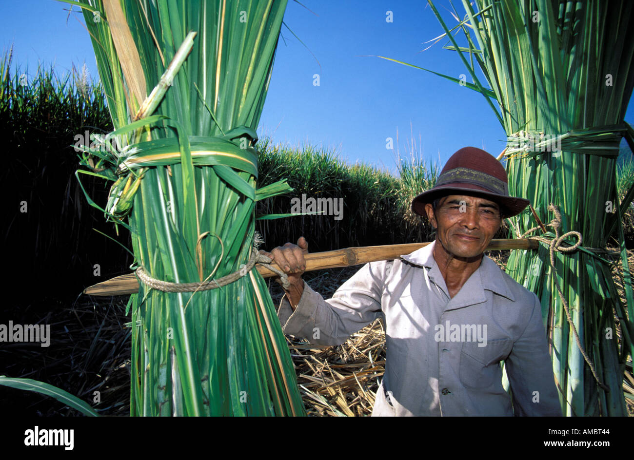 Porträt eines Arbeitnehmers auf einer Zuckerrohr-Plantage Stockfoto