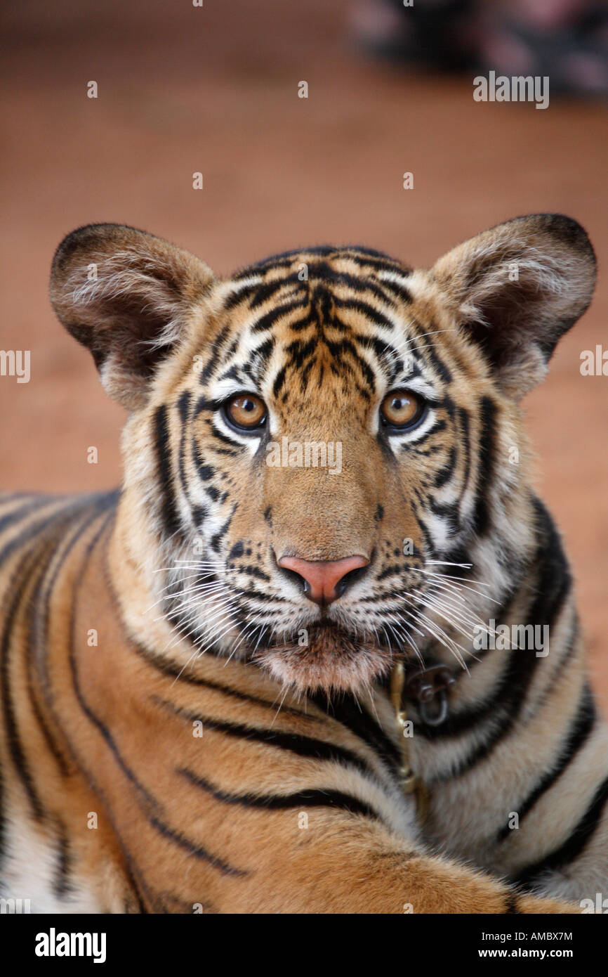 Tiger Cub Tiger Tempel, Thailand Stockfoto