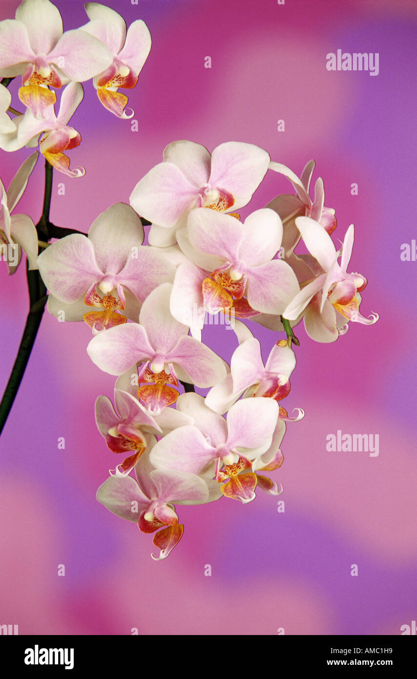 Orchideen - Blüten / Phalaenopsis Stockfoto