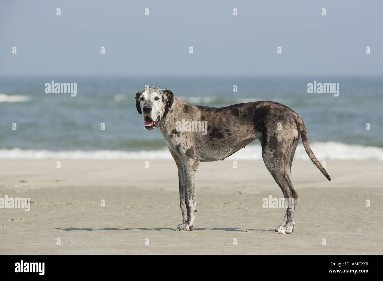 Deutsche Dogge Hund - stehen am Strand Stockfoto