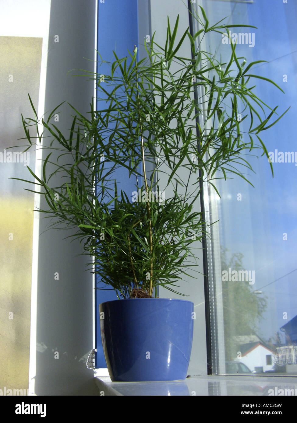 Sichel Thorn Spargel, Spargel-Farn (Spargel Falcatus), Topfpflanzen  Pflanzen auf der Fensterbank Stockfotografie - Alamy