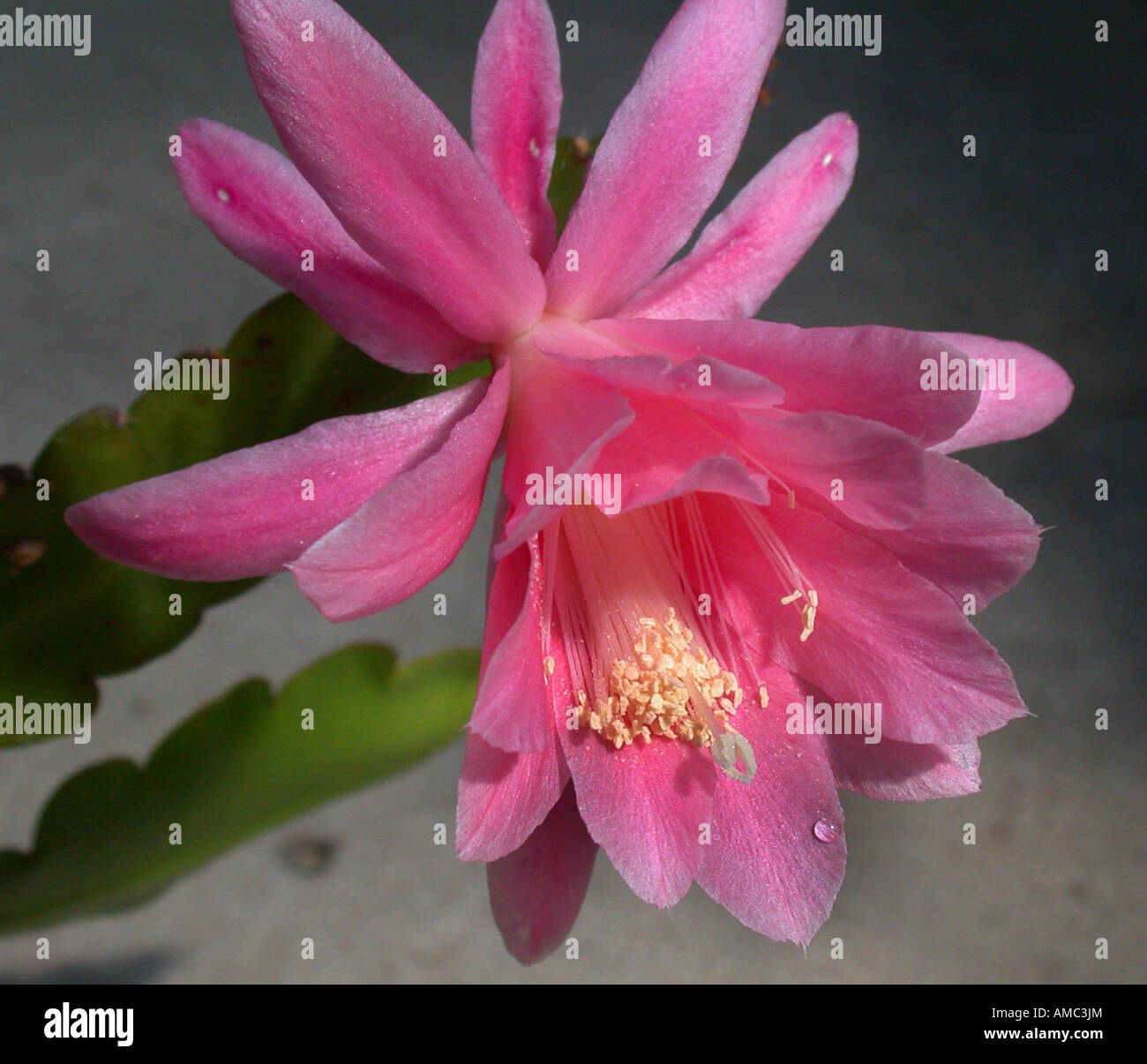 Epiphyllum (Epiphyllum Phyllanthoides), Blumen Stockfoto