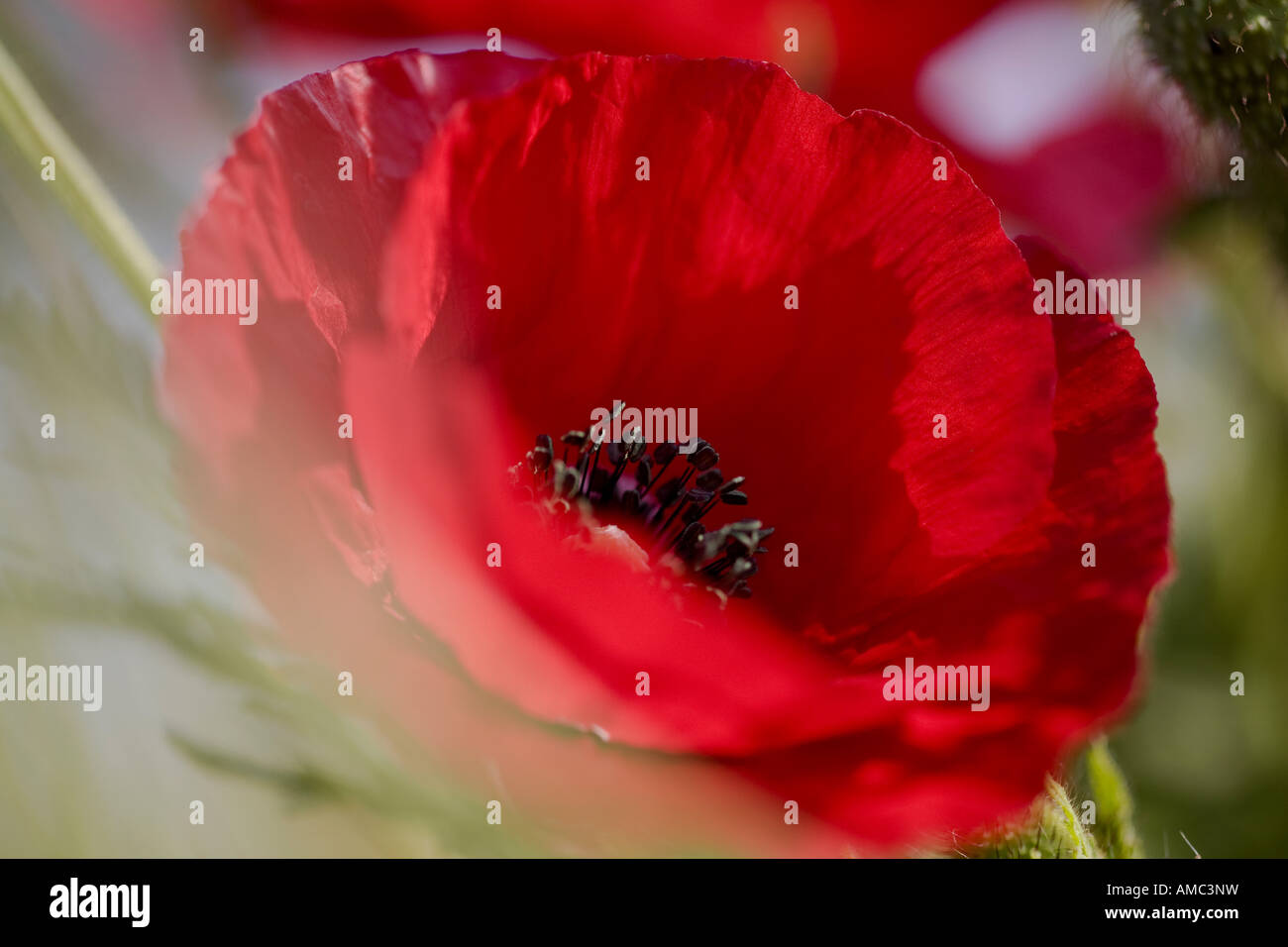 gemeinsamen Mohn, Klatschmohn, roter Mohn (Papaver Rhoeas), einzelne Blume, Deutschland, Sachsen Stockfoto