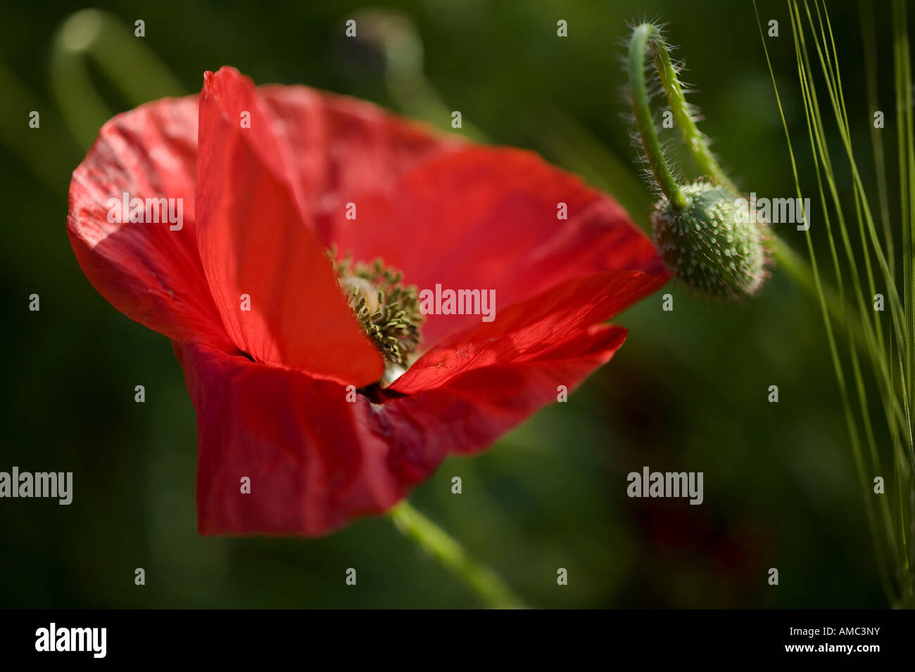 gemeinsamen Mohn, Klatschmohn, roter Mohn (Papaver Rhoeas), einzelne Blume, Deutschland, Sachsen Stockfoto