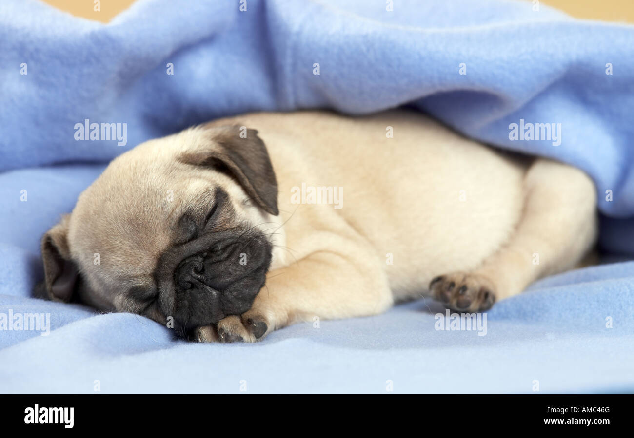 Mops Welpe schlafen Stockfotografie Alamy