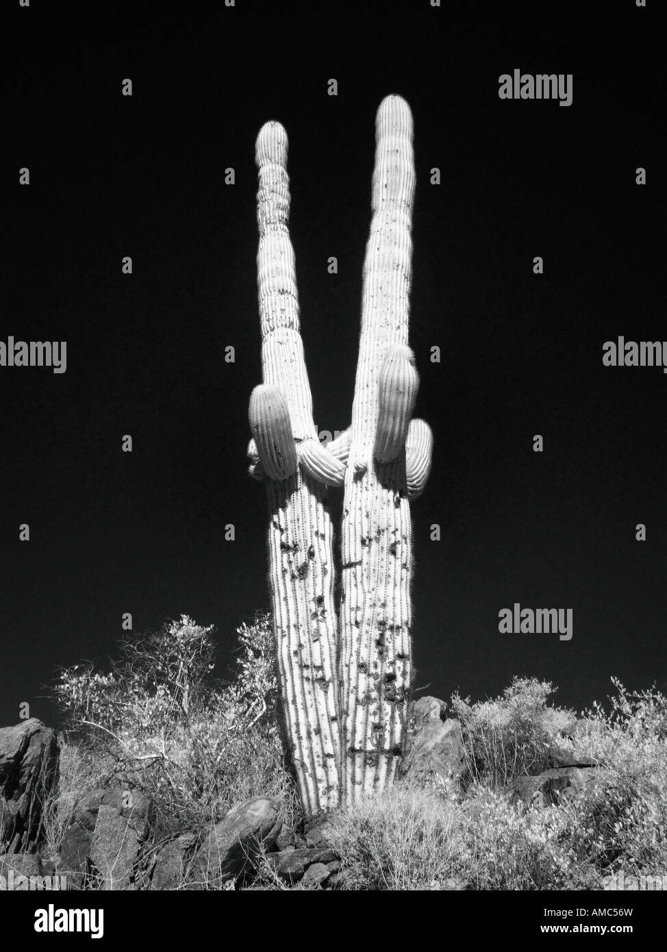 Digital manipuliert Saguaro-Kaktus in Infrarot Stockfoto