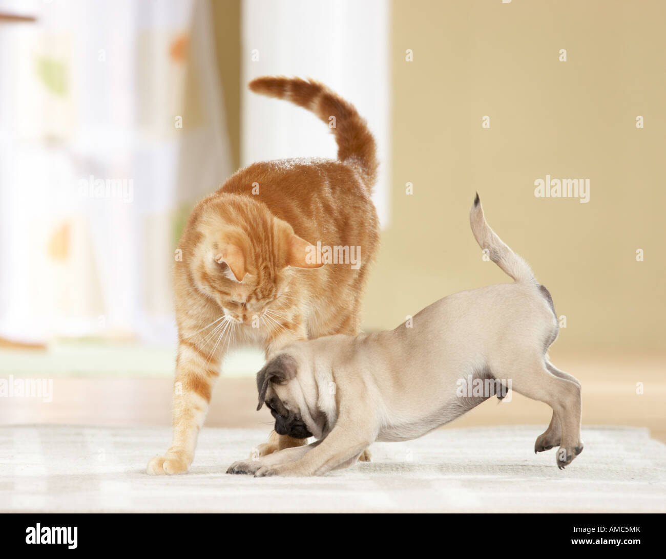 Katzen und hunde spielen -Fotos und -Bildmaterial in hoher Auflösung – Alamy