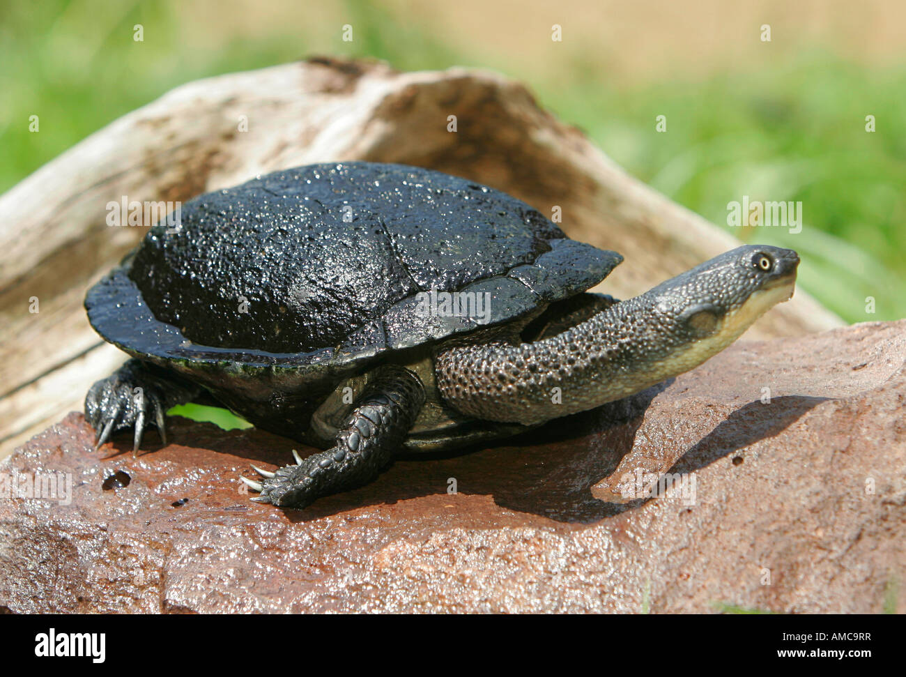 Eastern Long-necked Turtle (Chelodina longicollis) auf einem Felsen Stockfoto