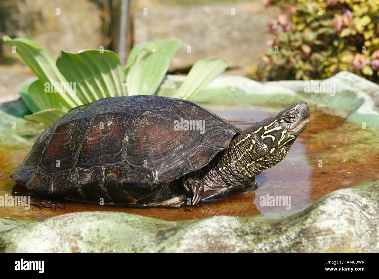 Chinesische Sumpfschildkröte drei gekielt / Chinemys Revesii Stockfoto