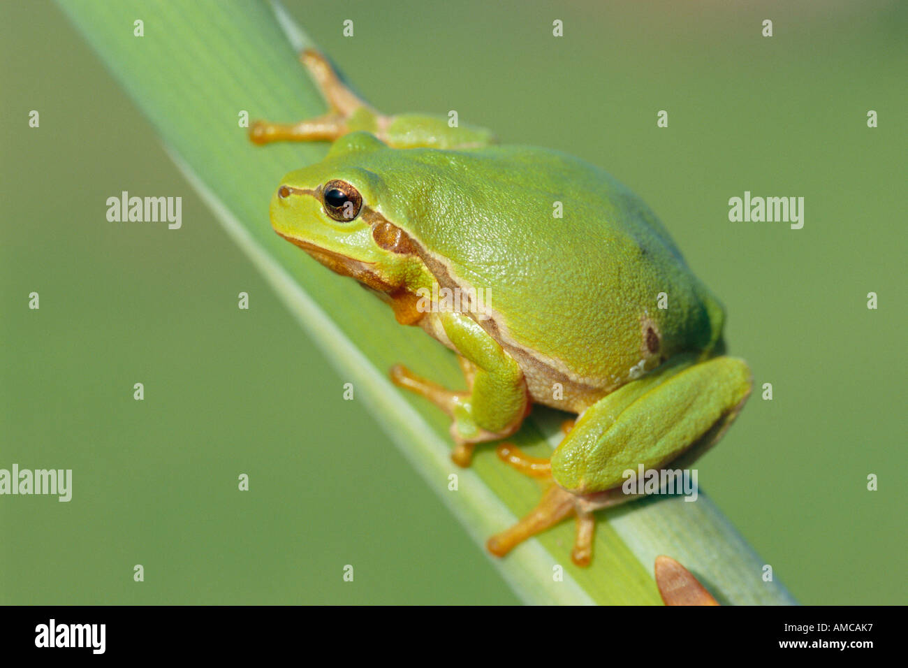 Laubfrosch Stockfoto