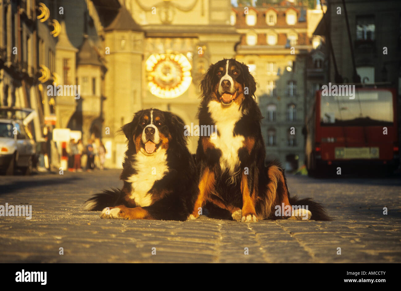 zwei Berner Sennenhunde in der Stadt Stockfoto