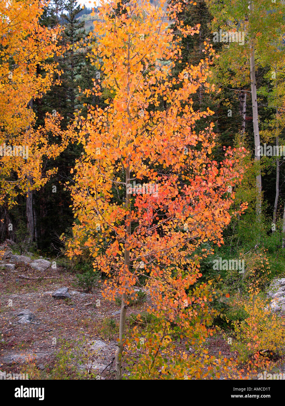 Herbst Laub, Colorado Stockfoto