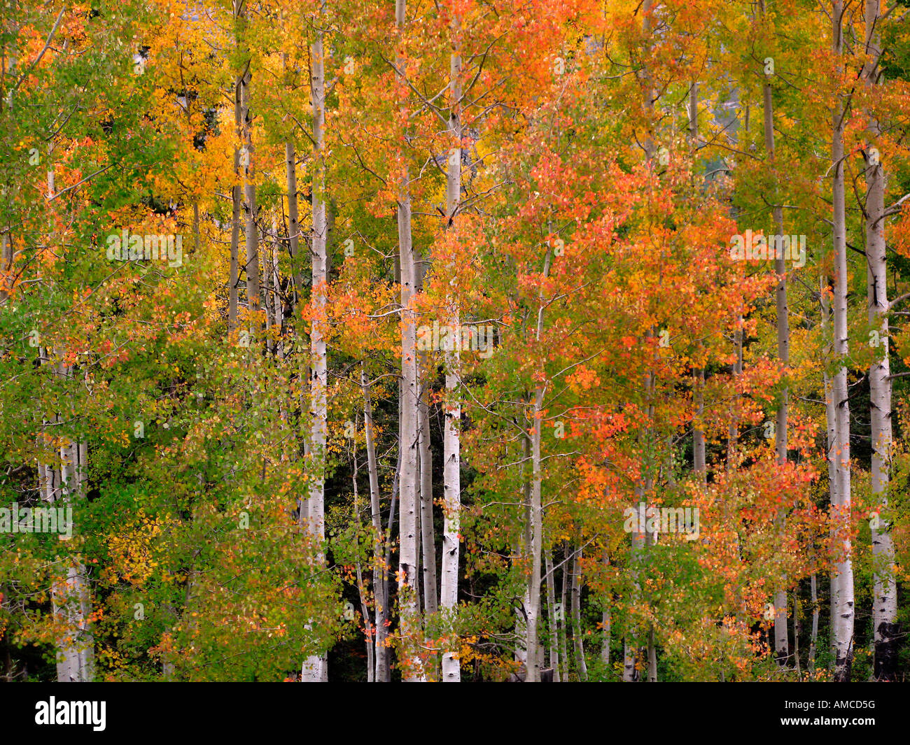 Herbst Laub, Colorado Stockfoto
