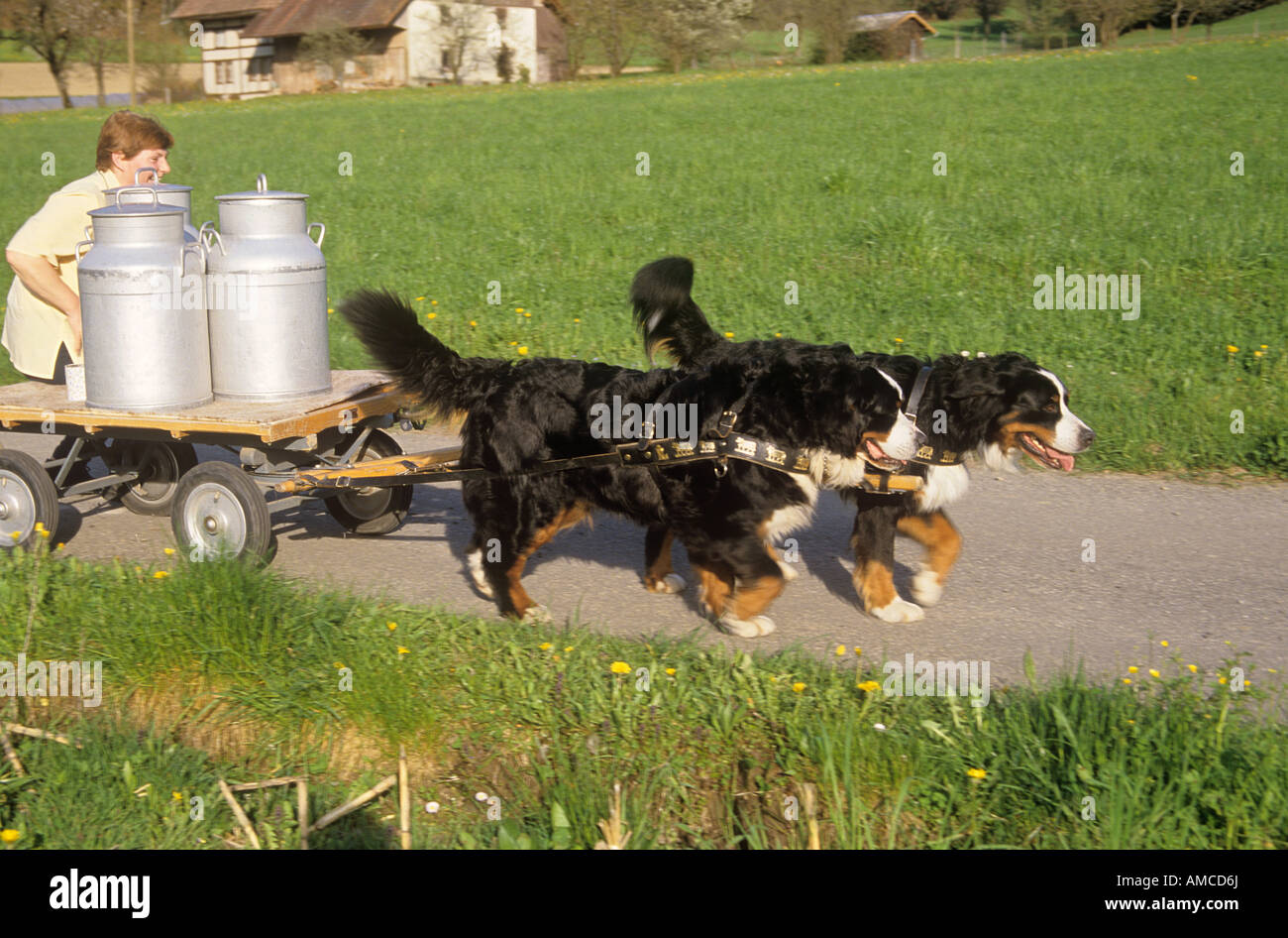 zwei Berner Sennenhunde zeichnen Heuwagen Stockfoto
