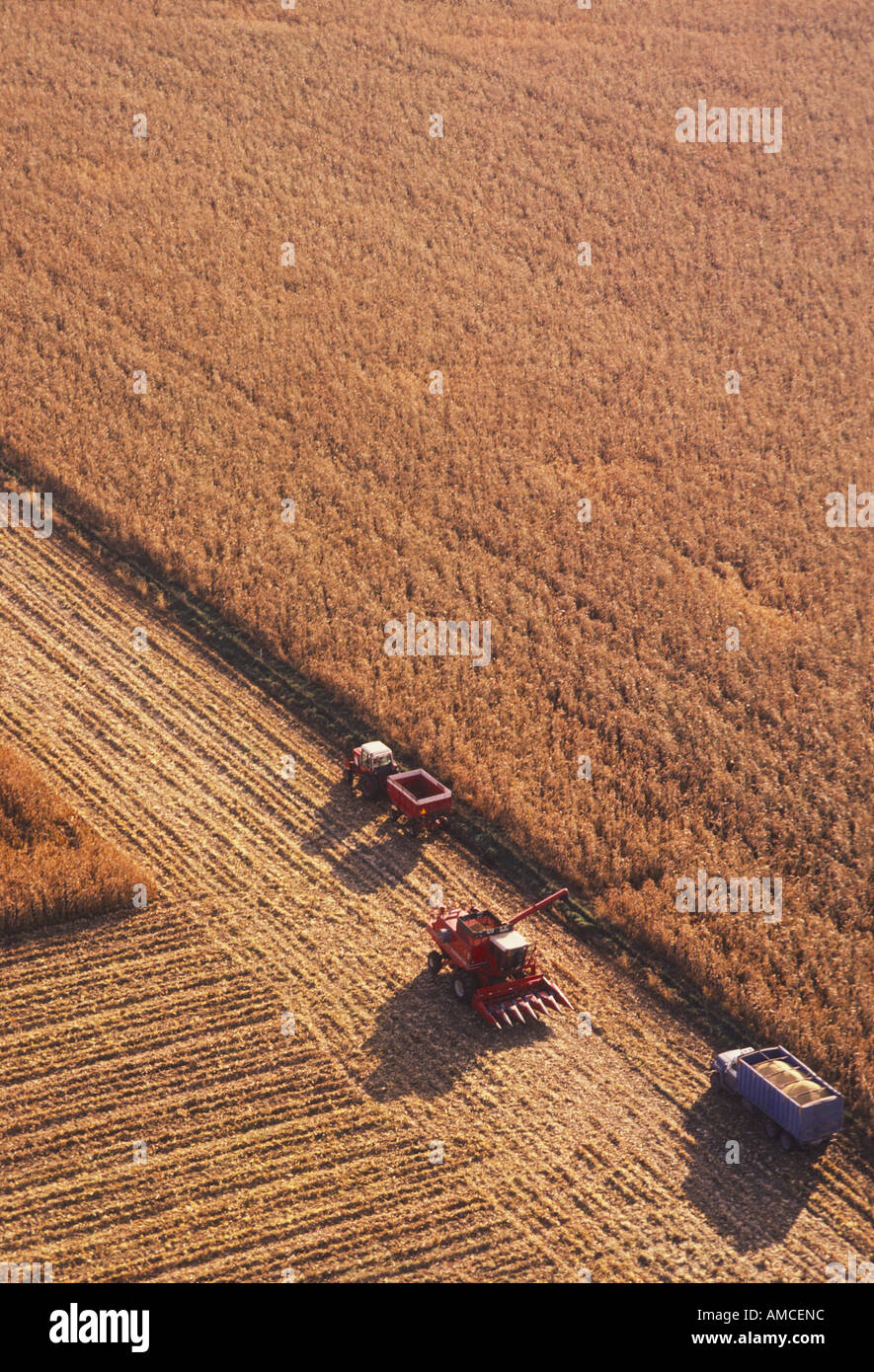 Kornfeld mit schweren Landmaschinen Stockfoto