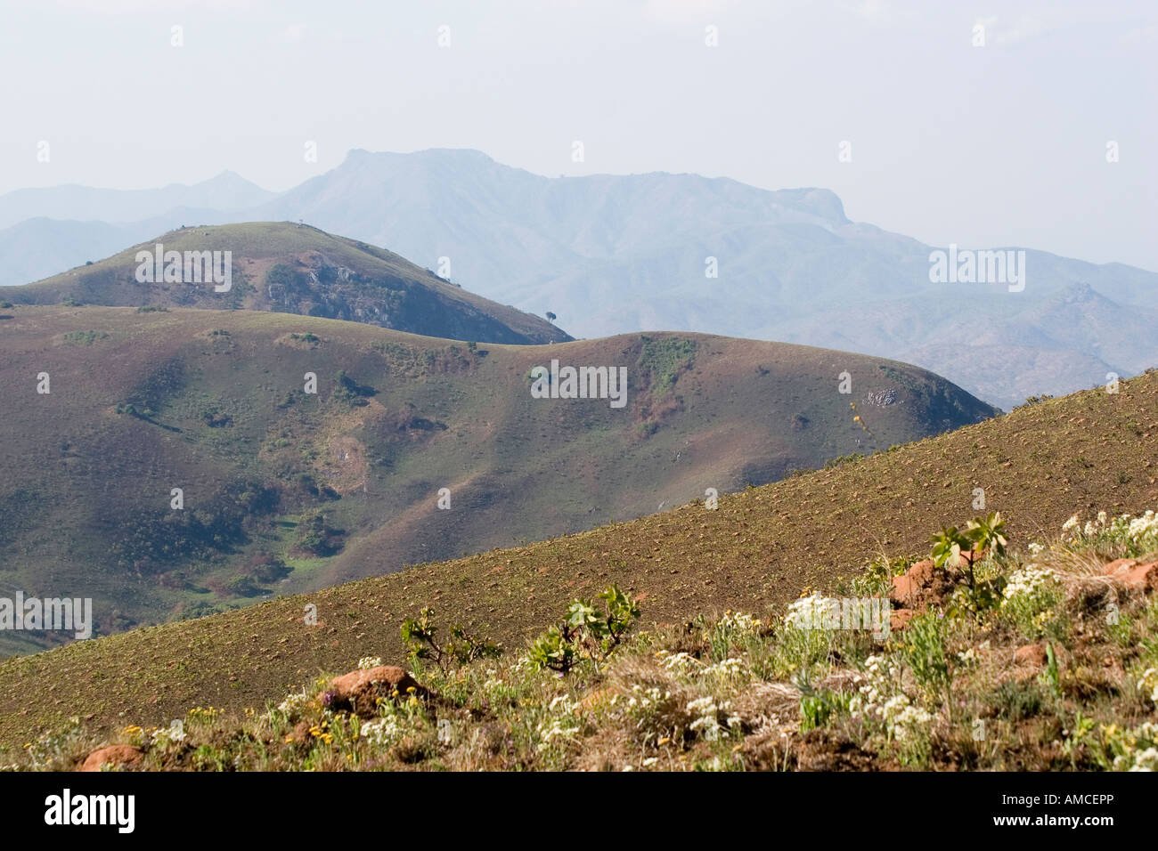 Wildblumen auf Nyika-Plateau NP Stockfoto