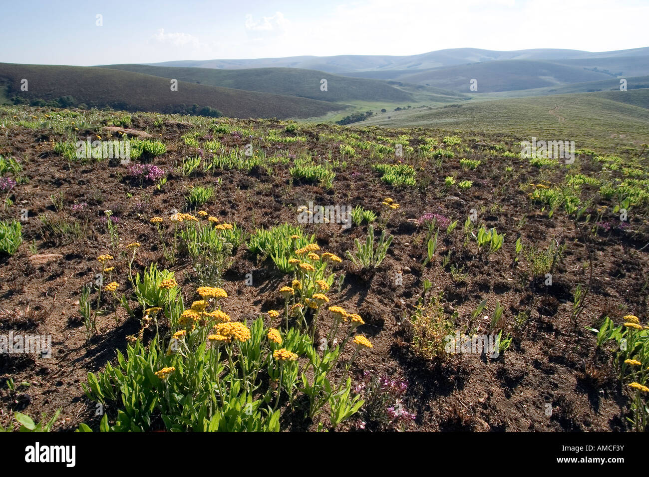 Wildblumen auf Nyika-Plateau NP Stockfoto