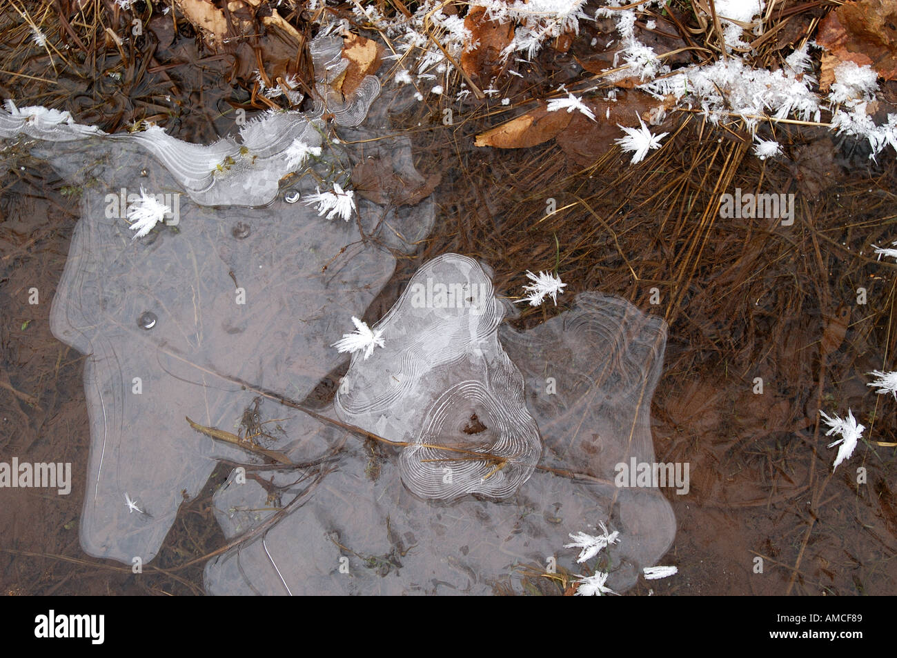 Upstate New York Winter Details Schnee Vereinigte Staaten von Amerika Stockfoto