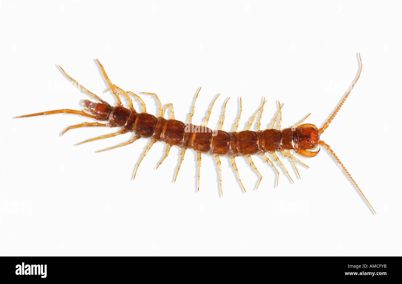 Tausendfüßler Lithobius forficatus Stockfoto