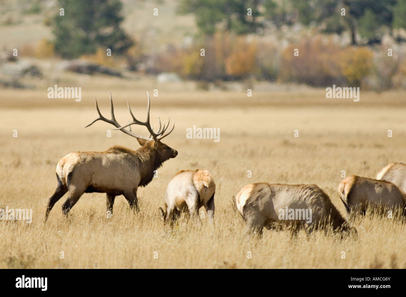 Stier Park Elch wacht über seinen Harem Rocky Mountain National Colorado Stockfoto