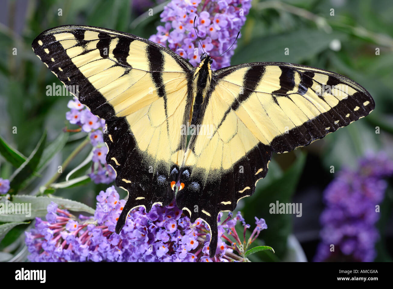 Tiger Schwalbenschwanz Schmetterling Papilio Glaucus auf Schmetterlingsstrauch Stockfoto