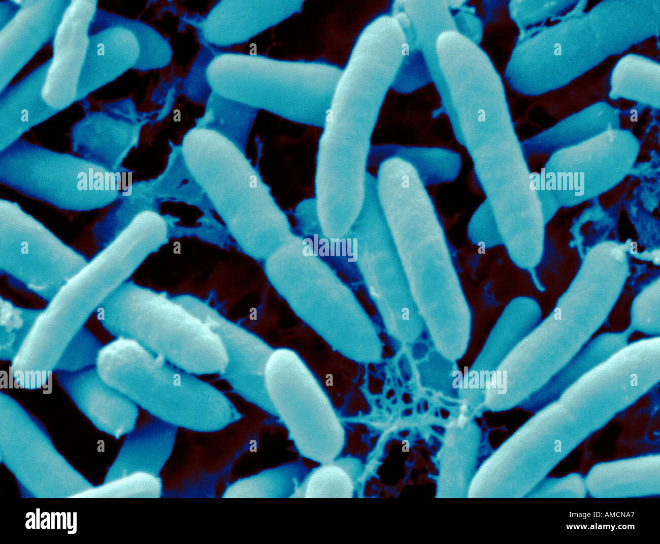 SEM Pseudomonas putida Stockfotografie Alamy
