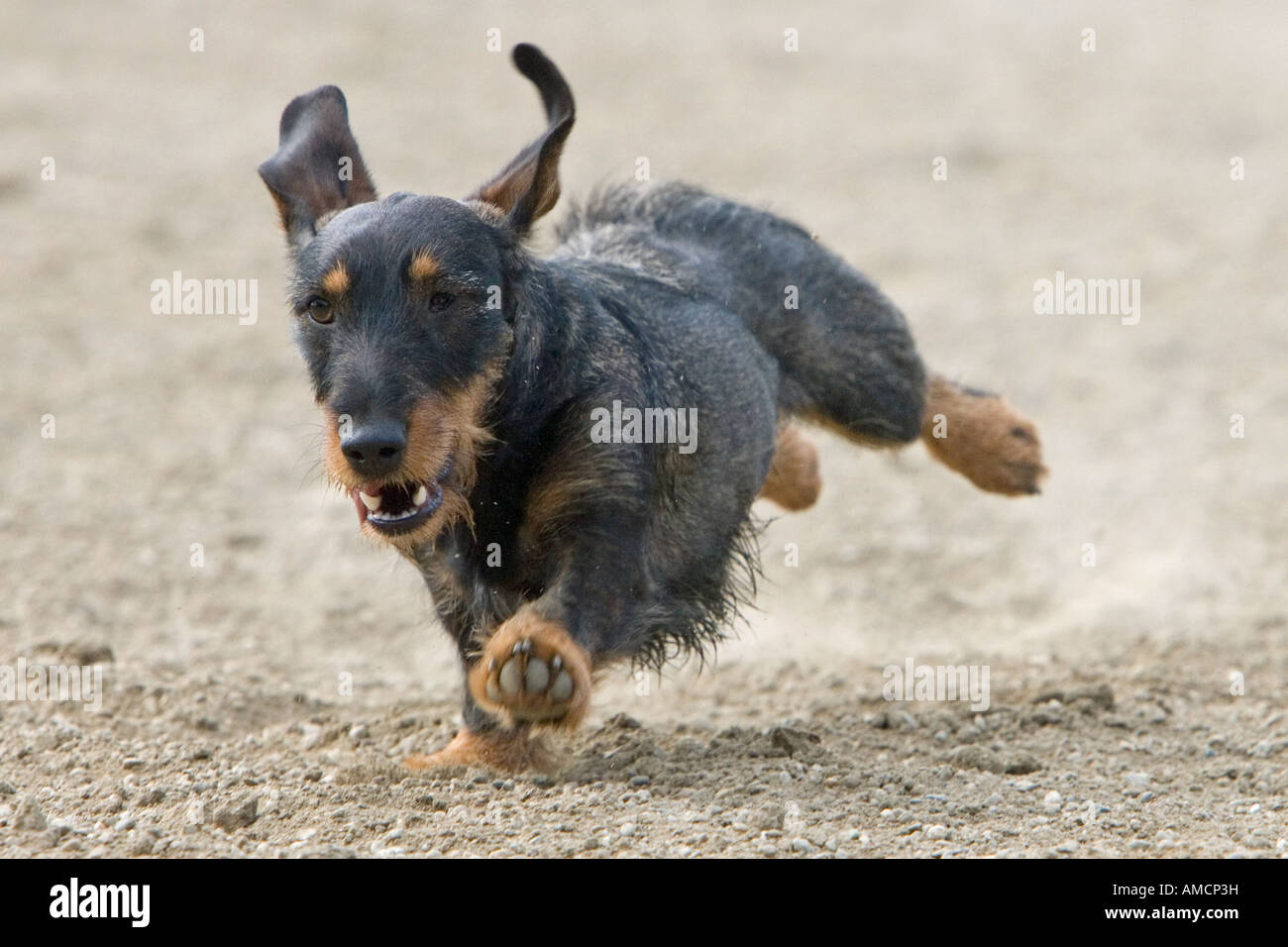 Rauhaar Dackel Hund - laufen Stockfoto
