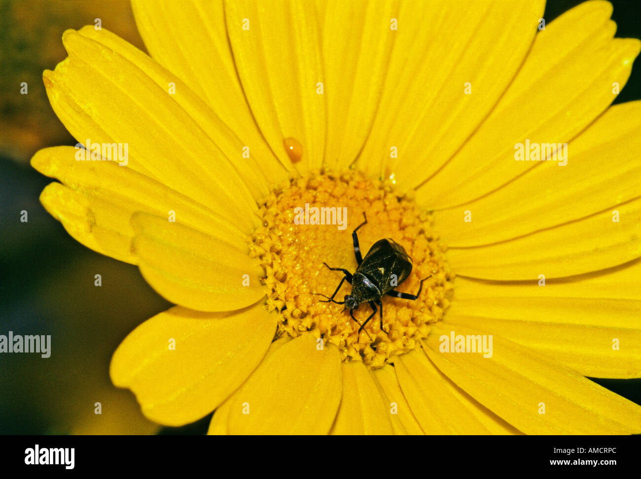 Mais-Ringelblume-Blume - Chop Suey grünen - Chrysanthemum coronarium Stockfoto
